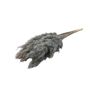 Dutch Dried Grey dried Pampas plumes | Length ± 70 centimetres | Per 10 stems
