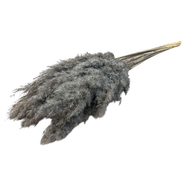 Grey dried Pampas plumes | Length ± 70 centimetres | Per 10 stems