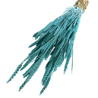 Dutch Dried Aqua blue Triticum Wheat dried flowers | Length ± 70 centimetres | Weight ± 175 grams