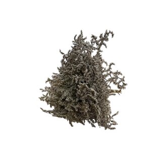 Dutch Dried Lavande de mer blanche naturelle | Limonium Tataricum | Longueur ± 30 cm | Par 5 tiges