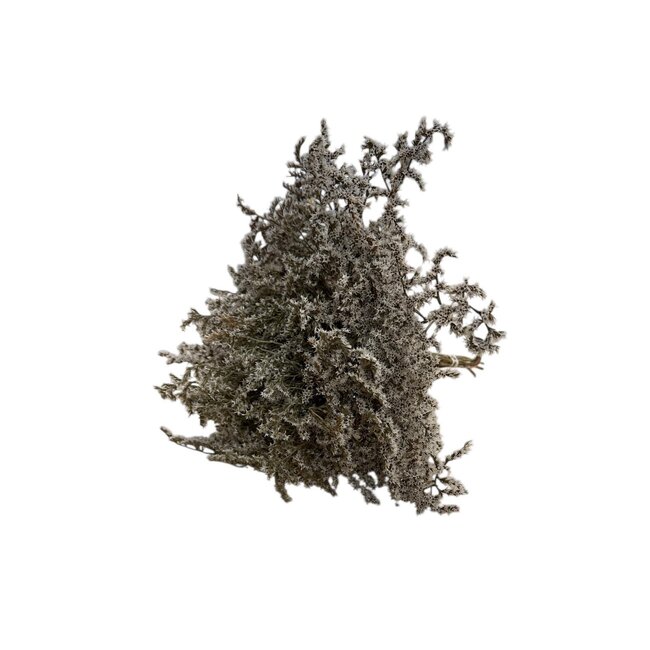 Lavande de mer blanche naturelle | Limonium Tataricum | Longueur ± 30 cm | Par 5 tiges