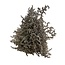 Naturel witte Zeelavendel | Limonium Tataricum | Lengte ± 30 cm | Per 5 takken