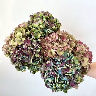 Dutch Dried Naturelle Hydrangea mix | Hortensia droogbloemen | Lengte ± 35 centimeter | Per 5 takken