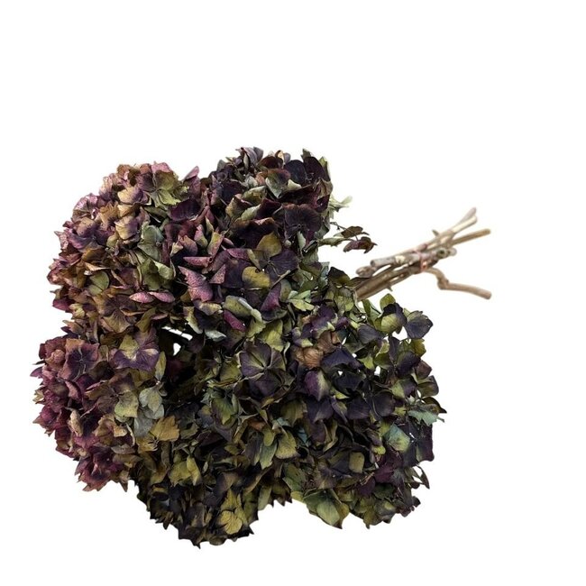 Naturelle Hortensien-Mix | Hortensien Trockenblumen | Länge ± 35 Zentimeter | Pro 5 Stiele