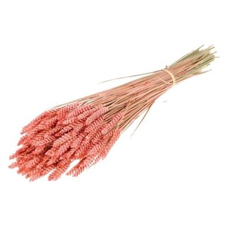 Dutch Dried Pink Triticum - Wheat dried flowers | Length ± 70 centimetres | Weight ± 175 grams