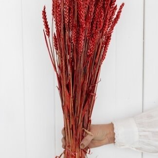 Dutch Dried Rode Triticum - Tarwe droogbloemen | Lengte ± 70 centimeter | Gewicht ± 175 gram