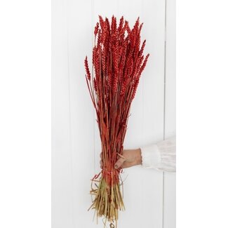 Dutch Dried Triticum rouge - Blé fleurs séchées | Longueur ± 70 centimètres | Poids ± 175 grammes