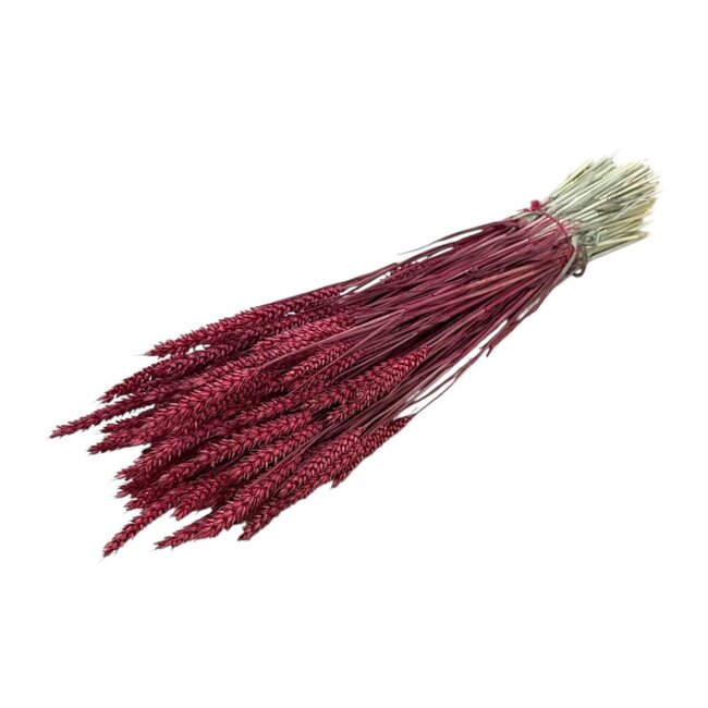 Rode Triticum - Tarwe droogbloemen | Lengte ± 70 centimeter | Gewicht ± 175 gram