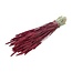 Rode Triticum - Tarwe droogbloemen | Lengte ± 70 centimeter | Gewicht ± 175 gram