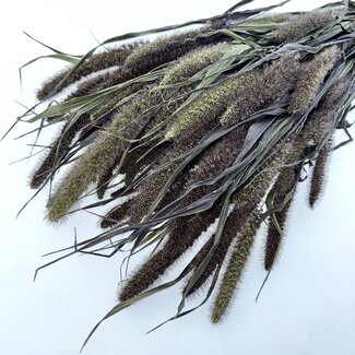 Dutch Dried Naturel Red Jewel Setarea droogbloemen | Lengte ± 65 centimeter | Gewicht ± 150 gram