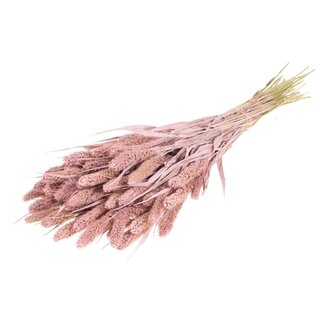 Dutch Dried Pink Misty Setarea dried flowers | Length ± 70 centimetres | Weight ± 150 grams