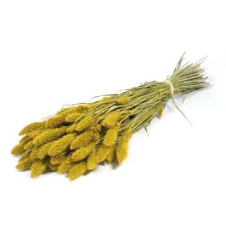 Dutch Dried Gele Setarea droogbloemen | Lengte ± 70 centimeter | Gewicht ± 150 gram