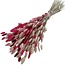 Lagurus Lady Mix Trockenblumen | Länge ± 65 Zentimeter | Gewicht ± 100 Gramm