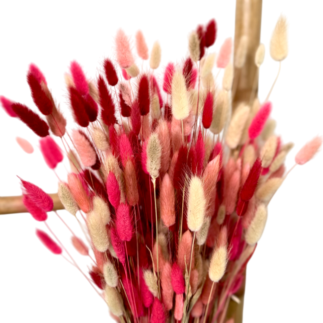 Lagurus Lady mix fleurs séchées | Longueur ± 65 centimètres | Poids ± 100 grammes