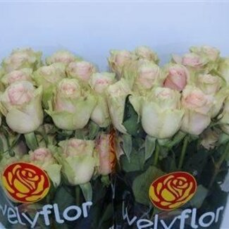 Freshy Grootbloemige Roos “Frutetto” | Kleur: Roze | Lengte ± 40 centimeter | Per 25 stelen