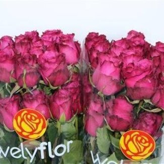 Freshy Large-flowered Rose “Blue Berry” | Colour: Purple | Length ± 60 centimetre | Per 25 stems