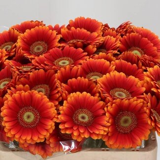 Freshy Deko Chrysantheme Chrysant “Antonov” | Farbbehandelt Pastell Milchlila | Farbe: Weiß Blau | Länge ± 65 centimeter | Pro 10 Stiele