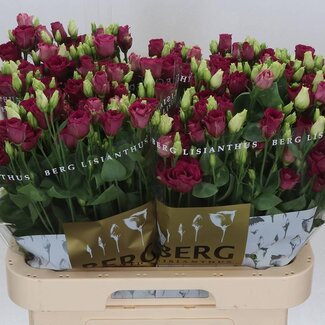 Freshy Rose en grappes hollandaise “Josephine” | Couleur: Blanc | Longueur ± 70 centimeter | Par 10 tiges