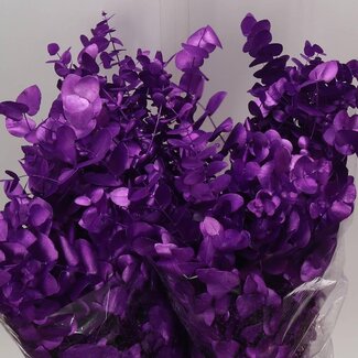 Freshy Eucalyptus Cinerea | Couleur: Coloré Violet | Longueur ± 70 centimeter | Poids 200 gram par bouquet | Par 5 bouquets