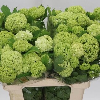 Freshy Viburnum Schneeball | Farbe: Weiß | 3 Köpfe | Länge ± 60 centimeter | Pro 10 Stiele