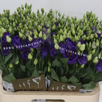 Freshy Eustoma Lisianthus Filled “Rosi Blue” | Colour: Purple | Length ± 70 centimeter | Per 10 stems