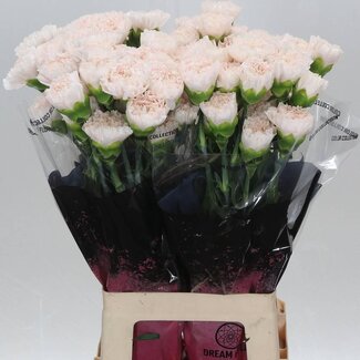 Freshy Lange Anjer Funza “Brut” | Kleur: Roze | Lengte ± 70 centimeter | Per 20 stelen