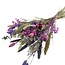 Boeket Droogbloemen “Cute purple” | Kleur: Gemengde Kleuren Paars | Lengte ± 50 centimeter | Per boeket
