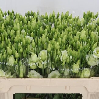 Freshy Eustoma Gevuld Rosi Green