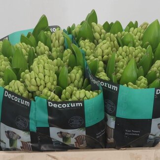 Freshy Hyacinth China Pink