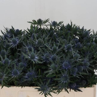 Freshy Eryngium Orion Qstar