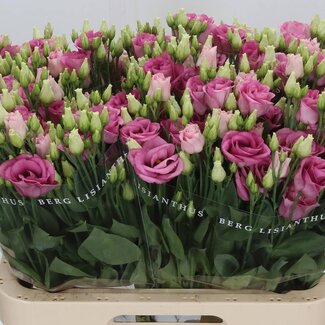 Freshy Eustoma Gevuld Rosi Rose Pink