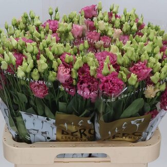 Freshy Eustoma Gevuld Alissa Rose Pink