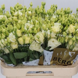 Freshy Eustoma Gevuld Alissa Geel