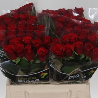 Freshy Rosa Red Ribbon