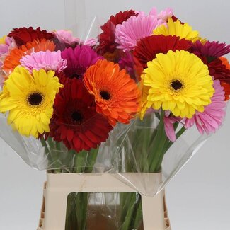 Freshy Gerbera * 65 Cm Mix in Bos X10 (kwekers Keus)