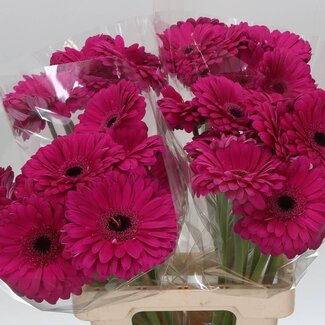 Freshy Gerbera * 65 Cm Bon Dia X10