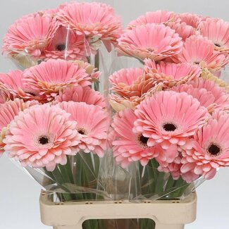 Freshy Gerbera “Dulcie” | Kleur: Roze | Lengte ± 50 centimeter | Per 10 verse bloemen