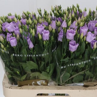 Freshy Eustoma Enkelbloemig Picco Lavender