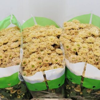 Freshy Chrysanthemum Chrysant Santini “Rossi Salmon” | Kleur: Oranje | Lengte ± 55 centimeter | Per 25 stelen verse bloemen