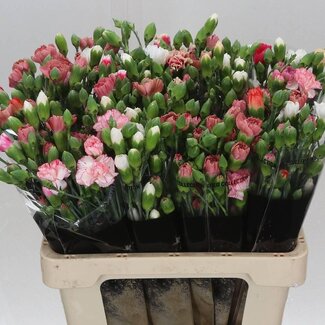 Freshy Trosanjer “Mixed Rainbow” | Kleur: Gemengde Kleuren | Lengte ± 60 centimeter | Per 50 verse bloemen