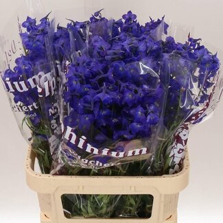Freshy Delphinium En Atlantis