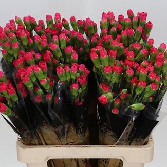 Freshy Trosanjer Pigeon