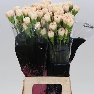 Freshy Lange Anjer “Apple Tea” | Kleur: Geel | Lengte ± 70 centimeter | Per 20 verse bloemen