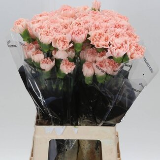 Freshy Lange Anjer “Novia” | Kleur: Roze | Lengte ± 70 centimeter | Per 20 verse bloemen