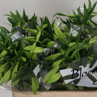 Freshy Lelie Longi Aqua White Heaven 3 Bloem