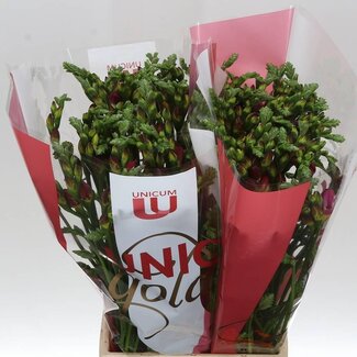 Freshy Freesia dubbel Expression