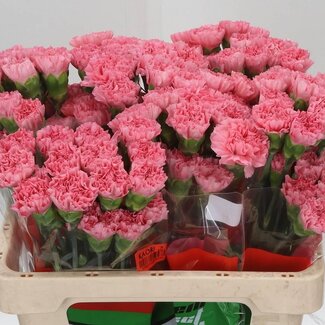 Freshy Anjer Kort Betsy