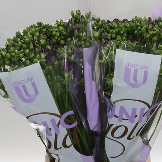 Freshy Freesia dubbel Biscaya