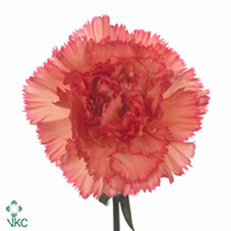 Freshy Anjer Lang Salamandra