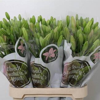 Freshy Lelie Longi x Aziatic Aqua Tirreno